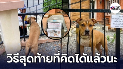 โควิดเจ้าของ จนปัญญาสุนัข แสนรักกัดพัสดุพังยับ ก่อนคิดไอเดียสุดท้าย