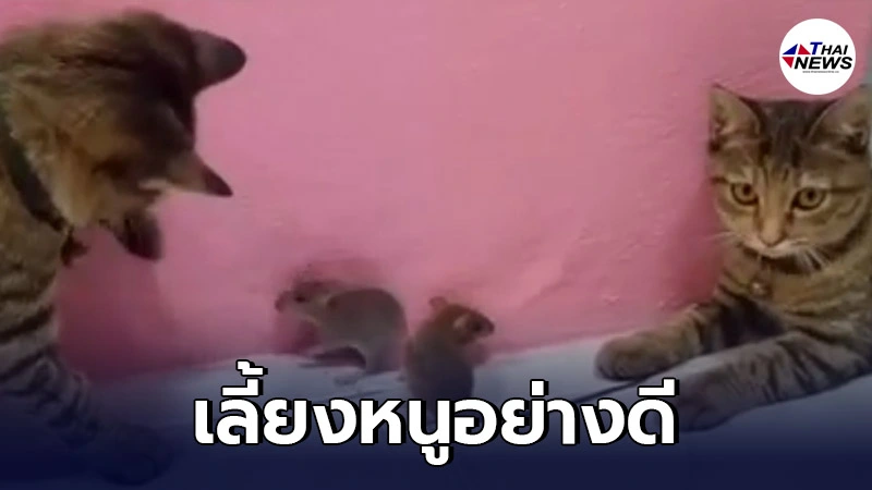 เอ็นดู! สาวเลี้ยงแมว หวังให้จับหนู แต่สุดท้ายดันชวนหนูเล่นด้วยซะงั้น เอ็นดู! สาวเลี้ยงแมว หวังให้จับหนู แต่สุดท้ายดันชวนหนูเล่นด้วยซะงั้น