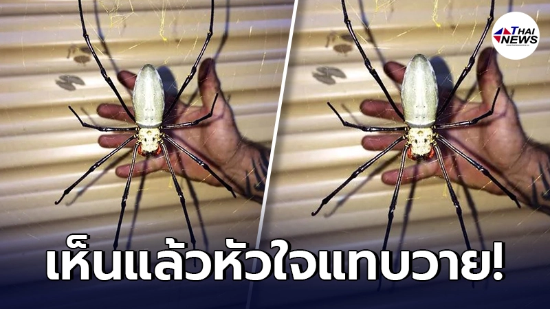 หนุ่มต่างชาติ หัวใจแทบวาย เจอแมงมุมตัวเท่าฝ่ามือ เกาะอยู่ในโรงรถ หนุ่มต่างชาติ หัวใจแทบวาย เจอแมงมุมตัวเท่าฝ่ามือ เกาะอยู่ในโรงรถ