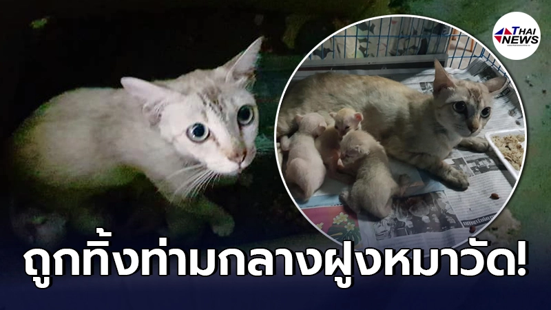 คนใจบาป เอาแมวแม่ลูกอ่อนมาปล่อยวัด รายล้อมไปด้วยฝูงหมา