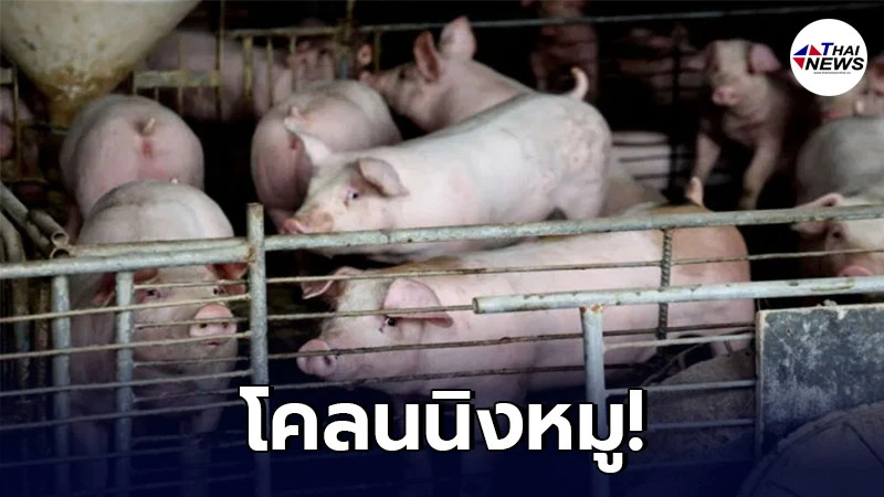 นักวิทยาศาสตของจีนประสบความสำเร็จในการ โคลนนิงหมู ลดความเสี่ยงจากไข้หวัดหมูแอฟริกัน นักวิทยาศาสตของจีนประสบความสำเร็จในการ โคลนนิงหมู ลดความเสี่ยงจากไข้หวัดหมูแอฟริกัน