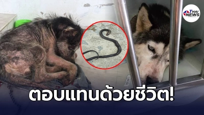 สาวชาวมาเลเซีย เคยช่วยชีวิตสุนัขจรจัด ไม่คิดว่าวันหนึ่ง มันจะตอบแทน