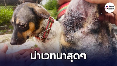 สุดเวทนา ตูบจรจัด ถูกเห็บหมารุมกัดดูดเลือดทั้งตัว น่าสงสารมาก