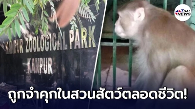 ลิงในอินเดีย ถูกจำคุกตลอดชีวิต หลังติดแอลกอฮอล์หนัก ทำร้ายคนกว่า 250 ราย