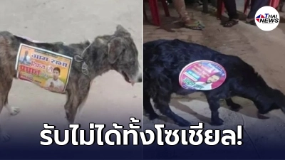 นักการเมืองอินเดีย ทำป้ายหาเสียงติดหมาจร หวังเป็นป้ายหาเสียงเคลื่อนที่