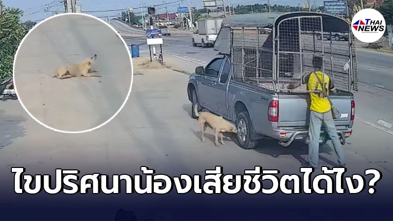 สัตวแพทย์ตอบให้หายสงสัย สาเหตุน้องหมาเคราะห์ร้ายจู่ๆ ร้องด้วยความเจ็บปวดก่อนสิ้นใจ หลังเดินมาดมล้อรถ