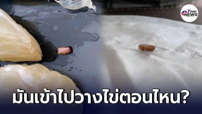 สาวซื้อส้มโอ กินไปเกือบหมด ก่อนเจอเต็มๆ ไข่แมลงสาบอยู่ในกล่อง สาวซื้อส้มโอ กินไปเกือบหมด ก่อนเจอเต็มๆ ไข่แมลงสาบอยู่ในกล่อง