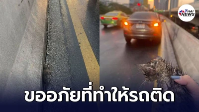 สาวโพสต์ขอโทษที่ทำให้รถติด หลังจอดรถลงไปช่วยลูกแมวข้างถนน สาวโพสต์ขอโทษที่ทำให้รถติด หลังจอดรถลงไปช่วยลูกแมวข้างถนน