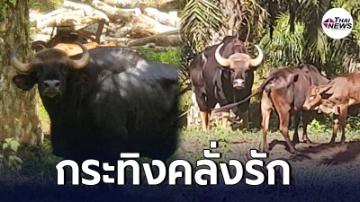 กระทิงหนุ่ม ติดพัน วัวสาว ตามจีบไม่ห่าง ทำเจ้าหน้าที่เดือดร้อน
