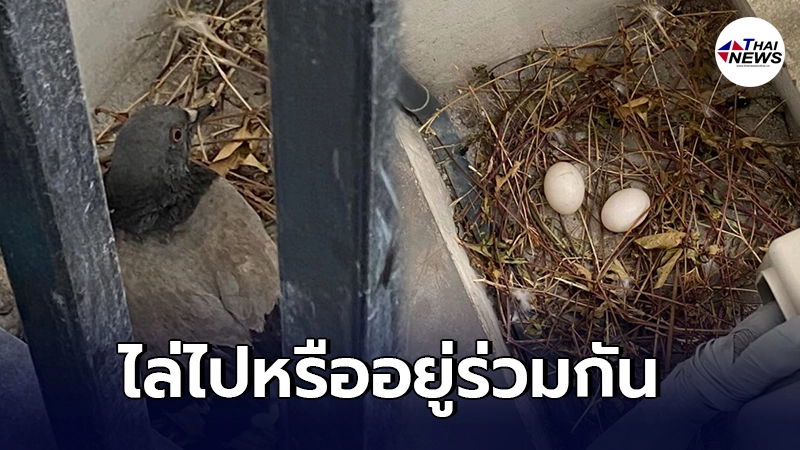 หนุ่มเห็นนกพิราบทำรังริมระเบียง แถมมีไข่ 2 ฟอง ทำเอาลังเลจะไล่ดีไหม -ไทยนิวส์ออนไลน์ หนุ่มเห็นนกพิราบทำรังริมระเบียง แถมมีไข่ 2 ฟอง ทำเอาลังเลจะไล่ดีไหม -ไทยนิวส์ออนไลน์