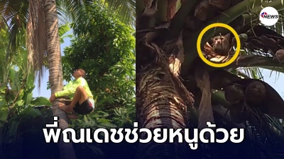 พี่ณเดชโชว์สกิลปีนป่ายช่วยน้องราลิตี้ วิ่งเตลิดขึ้นต้นมะพร้าว