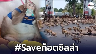 หนุ่มโพสต์ลงในกลุ่มกรมอุทยานแห่งชาติ ลั่น! ก่อนจะจับก็อตซิลล่า ช่วยจับลิงที่ลพบุรีก่อน ชาวบ้านใช้ชีวิตลำบากมาก