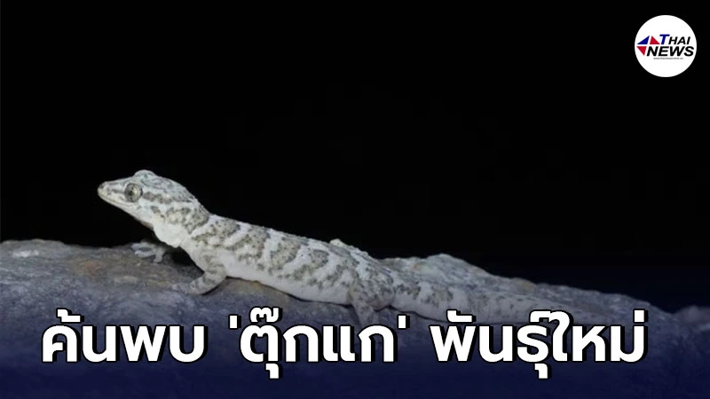 ประเทศจีนค้นพบ ตุ๊กแก พันธุ์ใหม่ ใช้ชีวิตบนพื้นที่สูง มีตัวจิ๋วหลิวน่ารัก.