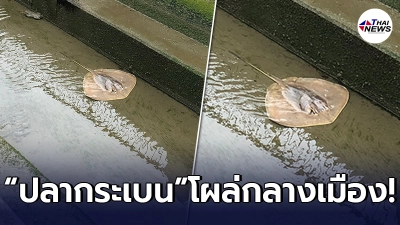 ชาวบ้านสุดงง เจอปลากระเบน แหวกว่ายสบายใจ ที่คูน้ำในเมืองญี่ปุ่น - ไทยนิวส์ออนไลน์