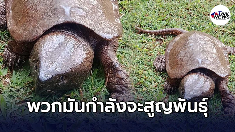 ยลโฉม เต่าปูลู สัตว์สัญลักษณ์แห่งการป้องกันไฟป่า หลายๆคนอาจยังไม่เคยเห็น ยลโฉม เต่าปูลู สัตว์สัญลักษณ์แห่งการป้องกันไฟป่า หลายๆคนอาจยังไม่เคยเห็น