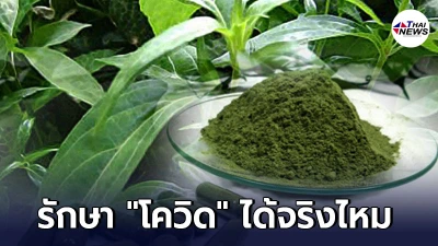 อธิบดีกรมแพทย์แผนไทย เผยชัด ฟ้าทะลายโจรป้องกันโควิด-19 ได้จริงไหม