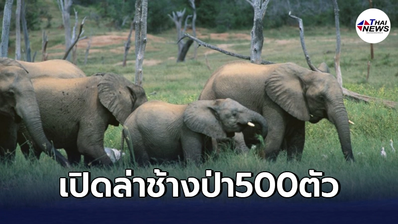 "ซิมบับเว"เตรียมเปิดล่าช้างป่า500ตัว เผยเหตุเพราะโควิด-19 "ซิมบับเว"เตรียมเปิดล่าช้างป่า500ตัว เผยเหตุเพราะโควิด-19