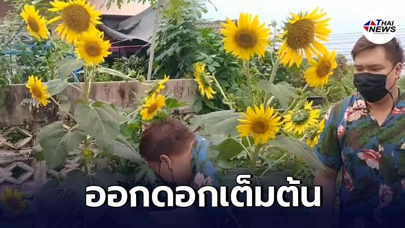 ชาวบ้านพากันฮือฮา ต้นทานตะวัน ออก 29 ดอกในต้นเดียว เกิดมาเพิ่งเคยเห็น ชาวบ้านพากันฮือฮา ต้นทานตะวัน ออก 29 ดอกในต้นเดียว เกิดมาเพิ่งเคยเห็น