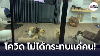 สาวหนักใจ ตรวจเจอเชื้อโควิด ไม่มีใครกล้าเข้ามาให้อาหารแมวทั้ง 6 ตัวในบ้าน