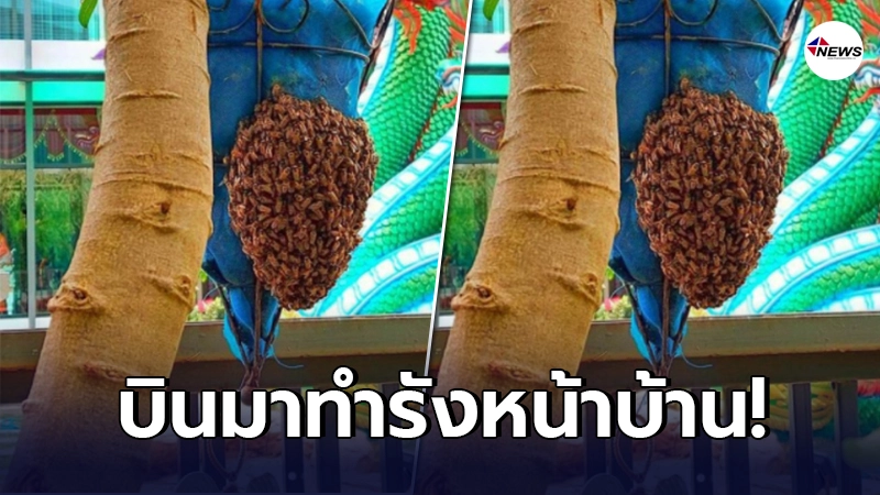 หนุ่มประหลาดใจ กลับมาจากทำบุญ เจอผึ้งฝูงใหญ่ บินมาทำรังหน้าบ้าน - ไทยนิวส์ออนไลน์ หนุ่มประหลาดใจ กลับมาจากทำบุญ เจอผึ้งฝูงใหญ่ บินมาทำรังหน้าบ้าน - ไทยนิวส์ออนไลน์