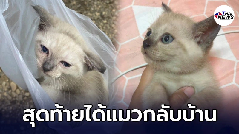 หนุ่มตั้งใจไปตลาดนัด เพื่อไปซื้อหมู ขากลับเดินวนดู สุดท้ายได้แมว หนุ่มตั้งใจไปตลาดนัด เพื่อไปซื้อหมู ขากลับเดินวนดู สุดท้ายได้แมว