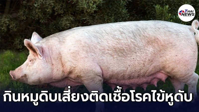 แพทย์เตือน กินเนื้อหมูดิบเสี่ยงติดเชื้อไข้หูดับ ทำให้หูหนวกหรือเสียชีวิต แพทย์เตือน กินเนื้อหมูดิบเสี่ยงติดเชื้อไข้หูดับ ทำให้หูหนวกหรือเสียชีวิต