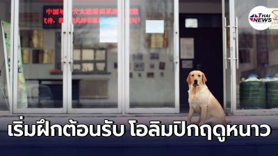 การฝึกฝน สุนัขนำทาง ต้องรับมหกรรมโอลิมปิกเกมส์ ฤดูหนาว ปักกิ่ง 2022