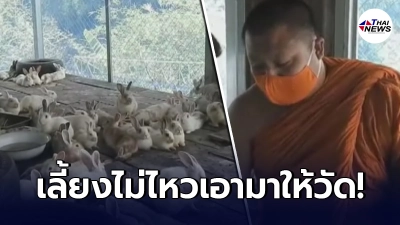 ชาวบ้านทนพิษโควิด-19ไม่ไหว เอากระต่ายที่เลี้ยงมาถวายวัด300ตัว ชาวบ้านทนพิษโควิด-19ไม่ไหว เอากระต่ายที่เลี้ยงมาถวายวัด300ตัว