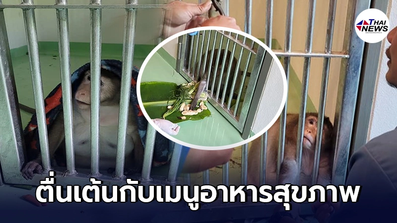 กรมอุทยานฯ เปิดเมนูอาหารลิงก๊อตซิลล่า เผยเริ่มปรับตัว ผ่อนคลายให้ความร่วมมือในการตรวจสุขภาพ กรมอุทยานฯ เปิดเมนูอาหารลิงก๊อตซิลล่า เผยเริ่มปรับตัว ผ่อนคลายให้ความร่วมมือในการตรวจสุขภาพ