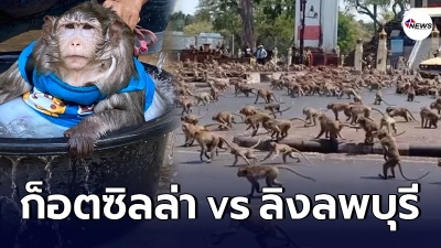 ชาวเน็ตคลางแคลงใจ เกิดข้อเปรียบเทียบ ก็อตซิลล่า vs ลิงลพบุรี มีข้อแตกต่างกันยังไง