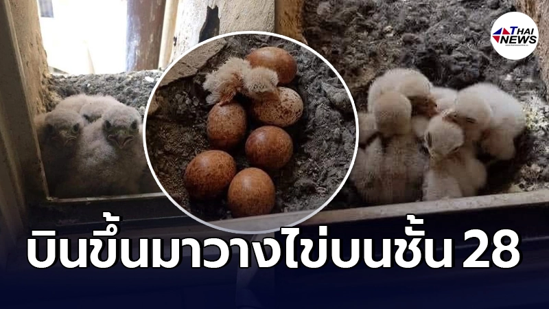 คอนโดชั้น 28 ในเมืองมะกัน นกหายากบินขึ้นมาวางไข่ที่ระเบียง คอนโดชั้น 28 ในเมืองมะกัน นกหายากบินขึ้นมาวางไข่ที่ระเบียง