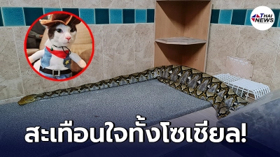 สาวกรีดร้องสุดเสียง เดินหาแมวหายไม่เจอ กลับเจองูเหลือมยักษ์ นอนท้องป่องอยู่หลังบ้าน สาวกรีดร้องสุดเสียง เดินหาแมวหายไม่เจอ กลับเจองูเหลือมยักษ์ นอนท้องป่องอยู่หลังบ้าน