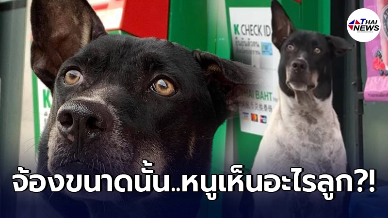 ชาวเน็ตได้แต่งงตาม น้องหมา เพ่งมองวัตถุปริศนาไม่ละวางสายตา ชาวเน็ตได้แต่งงตาม น้องหมา เพ่งมองวัตถุปริศนาไม่ละวางสายตา