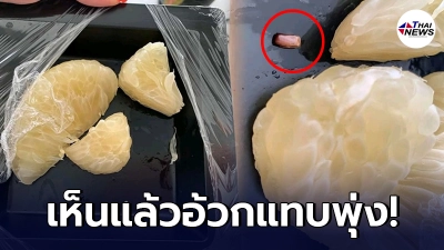 สาวลมแทบจับ ซื้อส้มโอเนื้อแน่น กินไปเกือบหมด กลับเจอก้อนเหมือนไข่ปริศนา สาวลมแทบจับ ซื้อส้มโอเนื้อแน่น กินไปเกือบหมด กลับเจอก้อนเหมือนไข่ปริศนา