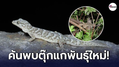 นักวิจัยจีนค้นพบตุ๊กแกสายพันธุ์ใหม่ อาศัยบนที่สูงที่สุดเท่าที่เคยรู้จัก