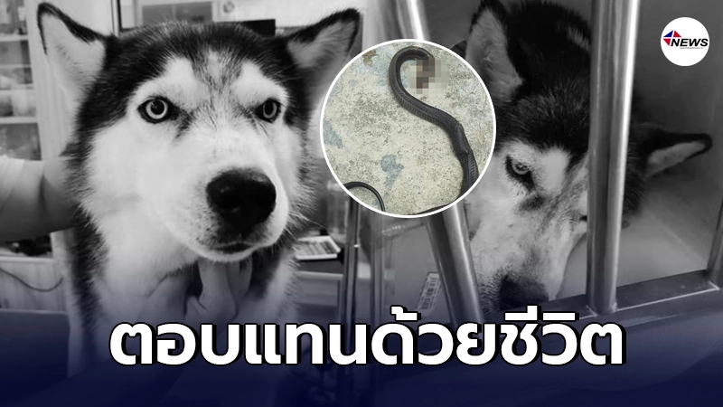 ไซบีเรียนขี้เรื้อนได้รับชีวิตใหม่จากสาวมาเลเซีย ตอบแทนบุญคุณด้วยชีวิต ไซบีเรียนขี้เรื้อนได้รับชีวิตใหม่จากสาวมาเลเซีย ตอบแทนบุญคุณด้วยชีวิต