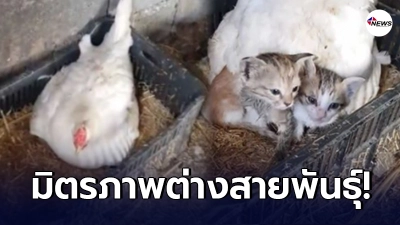 มิตรภาพต่างสายพันธุ์ แม่ไก่ในฟาร์มต่างชาติ ช่วยเลี้ยงลูกแมวกำพร้า นั่งกกให้ความอบอุ่นไม่ห่าง มิตรภาพต่างสายพันธุ์ แม่ไก่ในฟาร์มต่างชาติ ช่วยเลี้ยงลูกแมวกำพร้า นั่งกกให้ความอบอุ่นไม่ห่าง