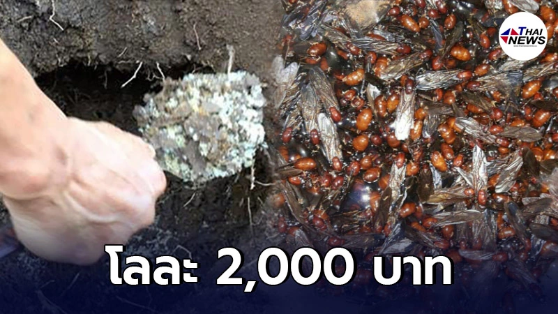 "แมงมัน" ของกินหายาก ราคาสูง พุ่งถึงกิโลกรัมละ 2,000 บาท "แมงมัน" ของกินหายาก ราคาสูง พุ่งถึงกิโลกรัมละ 2,000 บาท