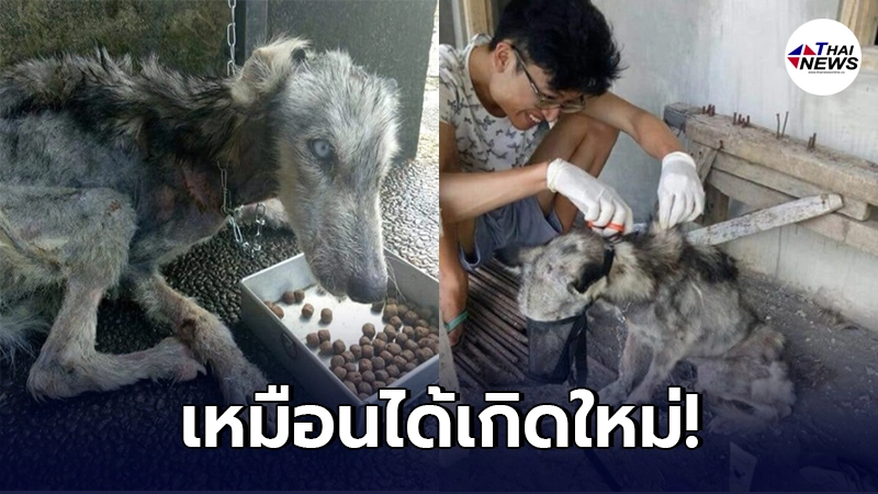 สุนัขขี้เรื้อนสภาพร่อแร่ ได้กลับมามีชีวิตใหม่อีกครั้ง หลังหนุ่มใจบุญพามันกลับไปเลี้ยงที่บ้าน สุนัขขี้เรื้อนสภาพร่อแร่ ได้กลับมามีชีวิตใหม่อีกครั้ง หลังหนุ่มใจบุญพามันกลับไปเลี้ยงที่บ้าน