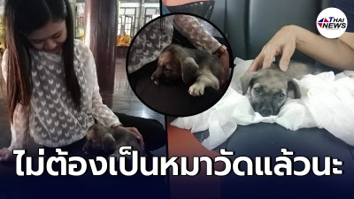สาวไปทำบุญให้ยาย เกิดถูกชะตากับหมาวัด สุดท้ายทิ้งไม่ลงต้องพากลับมาเลี้ยงดูที่บ้าน สาวไปทำบุญให้ยาย เกิดถูกชะตากับหมาวัด สุดท้ายทิ้งไม่ลงต้องพากลับมาเลี้ยงดูที่บ้าน