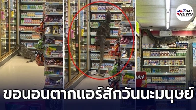 พนักงานร้องลั่นร้าน เจ้าตัวเงินตัวทอง เข้ามาป่วน หนีอากาศร้อนมานอนตากแอร์ พนักงานร้องลั่นร้าน เจ้าตัวเงินตัวทอง เข้ามาป่วน หนีอากาศร้อนมานอนตากแอร์