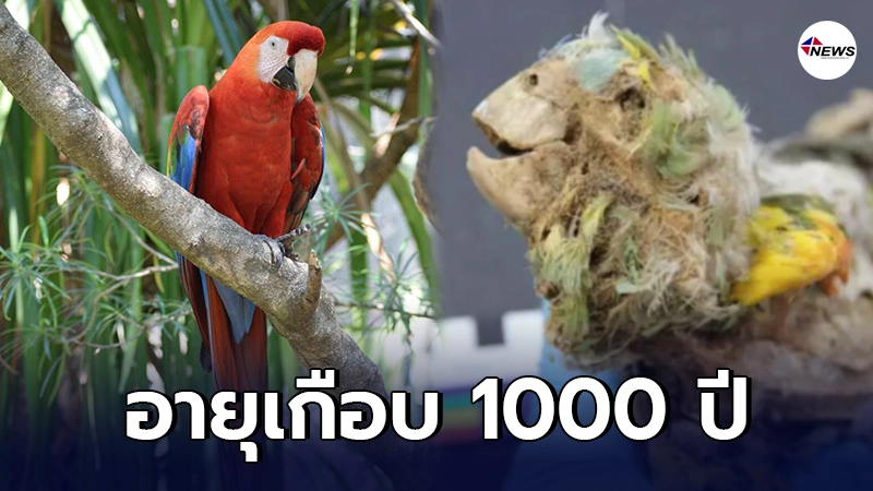 สมบูรณ์แบบ นักโบราณคดีขุดพบ มัมมี่นกแก้ว อายุเกือบ 1000 ปี -ไทยนิวส์ออนไลน์. สมบูรณ์แบบ นักโบราณคดีขุดพบ มัมมี่นกแก้ว อายุเกือบ 1000 ปี -ไทยนิวส์ออนไลน์.