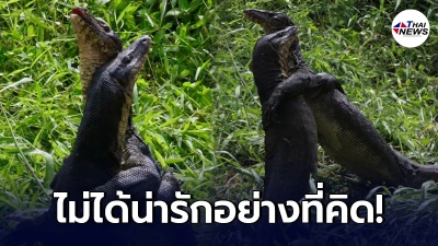 ตัวเงินตัวทองกอดกัน ดูอบอุ่น แท้จริง ไม่ได้น่ารักตะมุตะมิอย่างที่เห็น ตัวเงินตัวทองกอดกัน ดูอบอุ่น แท้จริง ไม่ได้น่ารักตะมุตะมิอย่างที่เห็น