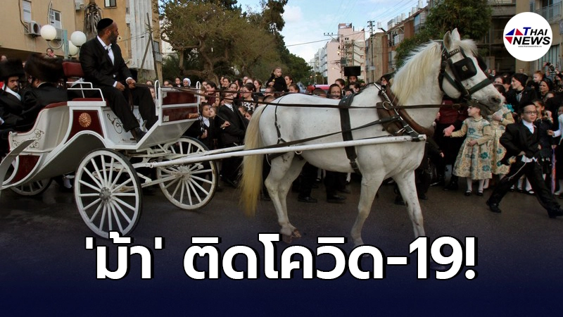 พบ ม้า ติดเชื้อโควิด-19 ครั้งแรกในอิสราเอล - ไทยนิวส์ออนไลน์