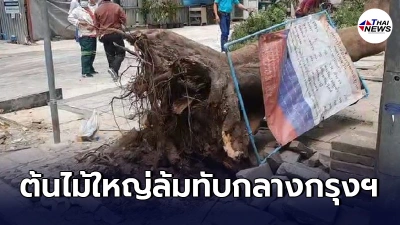 เสียงเหมือนรากขาดดังลั่น เหตุระทึกต้นไม้ใหญ่ล้มทับคนกลางกรุงฯ บาดเจ็บ2ราย