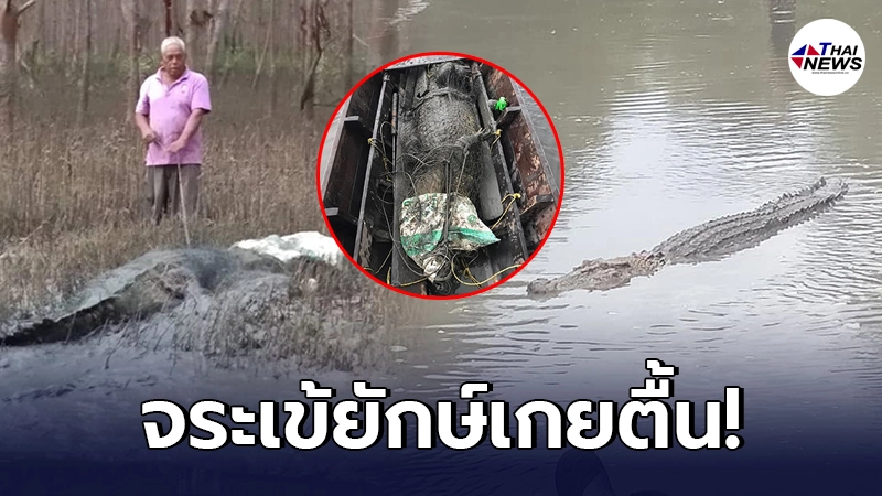 ชาวบ้านลุยเอง พบจระเข้น้ำเค็ม 4 เมตร โผล่เกยตื้นริมคลอง เหวี่ยงแหจับสิ้นลาย