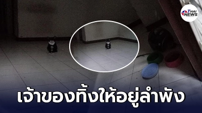 สะเทือนใจ น้องแมว 2 ตัว ถูกทิ้งให้อยู่ลำพังในห้องพักเอื้ออาทร