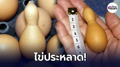 ไก่ออกไข่เป็นลูกน้ำเต้าจีน เจ้าของจับใส่พานขึ้นหิ้งบูชาทันที