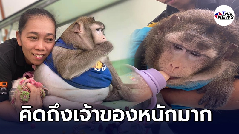 สุดสงสาร เจ้าก็อตซิลล่า คิดถึงครอบครัวหนักมาก อ้อนขอให้เจ้าของต้องอุ้มกินนม สุดสงสาร เจ้าก็อตซิลล่า คิดถึงครอบครัวหนักมาก อ้อนขอให้เจ้าของต้องอุ้มกินนม