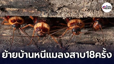 ผัวทนไม่ไหวแล้ว ขอหย่าเมีย เหตุกลัวแมลงสาบ หลังย้ายบ้านหนีมาแล้ว 18 ครั้ง ผัวทนไม่ไหวแล้ว ขอหย่าเมีย เหตุกลัวแมลงสาบ หลังย้ายบ้านหนีมาแล้ว 18 ครั้ง